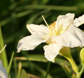 Denivka 'Gentle Shepherd' - Hemerocallis 'Gentle Shepherd'