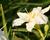 Denivka 'Gentle Shepherd'