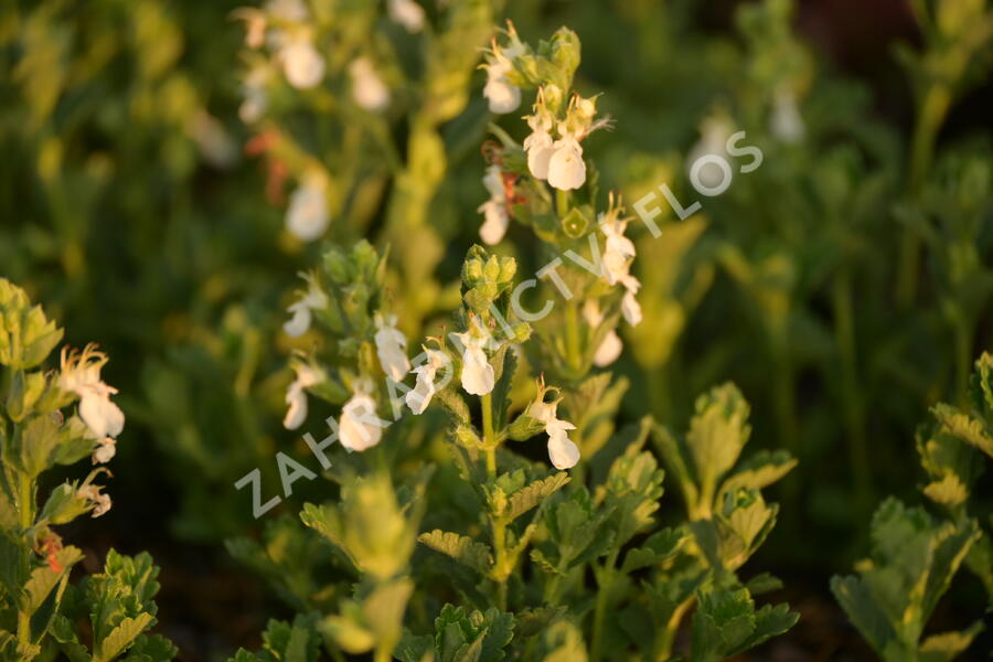 Ožanka kalamandra 'Album' - Teucrium chamaedrys 'Album'