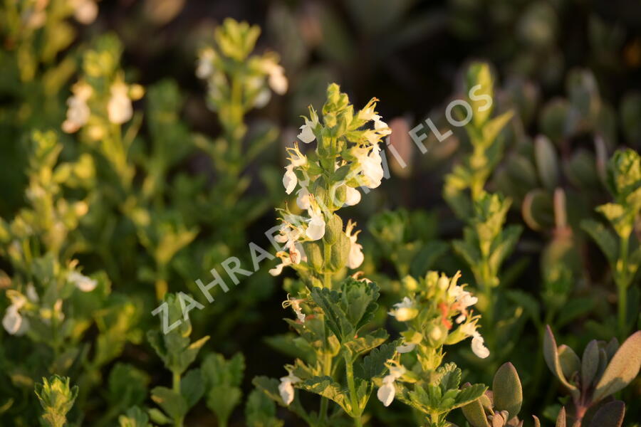 Ožanka kalamandra 'Album' - Teucrium chamaedrys 'Album'