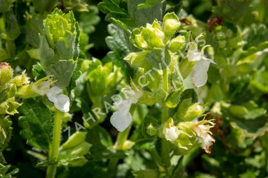 Ožanka kalamandra 'Album' - Teucrium chamaedrys 'Album'