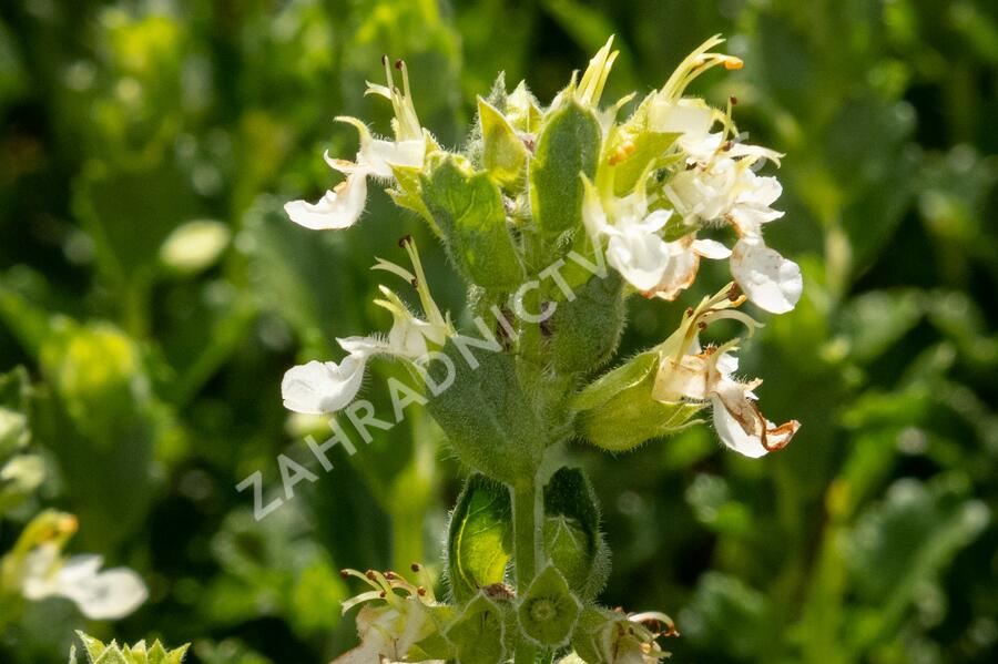 Ožanka kalamandra 'Album' - Teucrium chamaedrys 'Album'