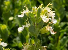 Ožanka kalamandra 'Album' - Teucrium chamaedrys 'Album'