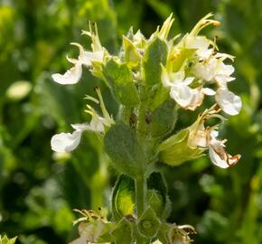 Ožanka kalamandra 'Album' - Teucrium chamaedrys 'Album'