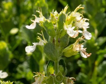 Ožanka kalamandra 'Album'