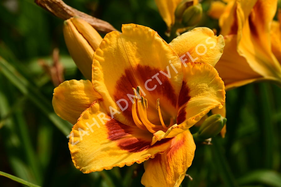 Denivka 'Fooled Me' - Hemerocallis 'Fooled Me'