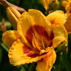 Denivka 'Fooled Me' - Hemerocallis 'Fooled Me'