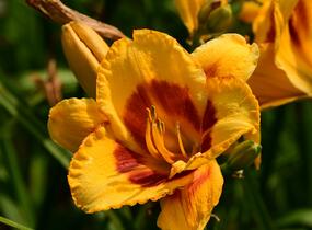 Denivka 'Fooled Me' - Hemerocallis 'Fooled Me'