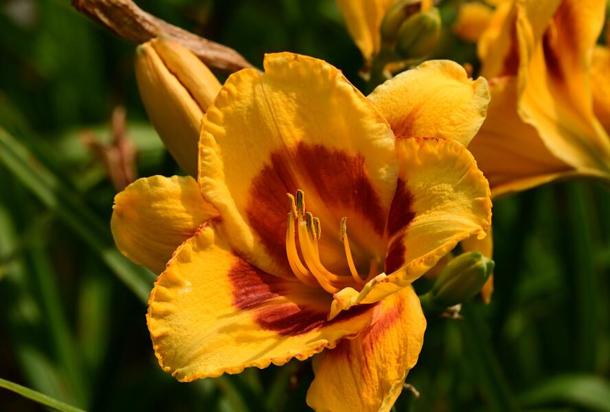 Denivka 'Fooled Me' - Hemerocallis 'Fooled Me'