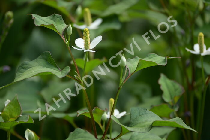 Touleň srdčitá - Houttuynia cordata