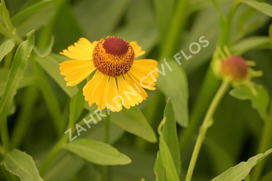 Záplevák 'Wesergold' - Helenium 'Wesergold'