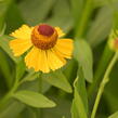 Záplevák 'Wesergold' - Helenium 'Wesergold'