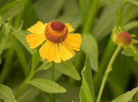 Záplevák 'Wesergold' - Helenium 'Wesergold'