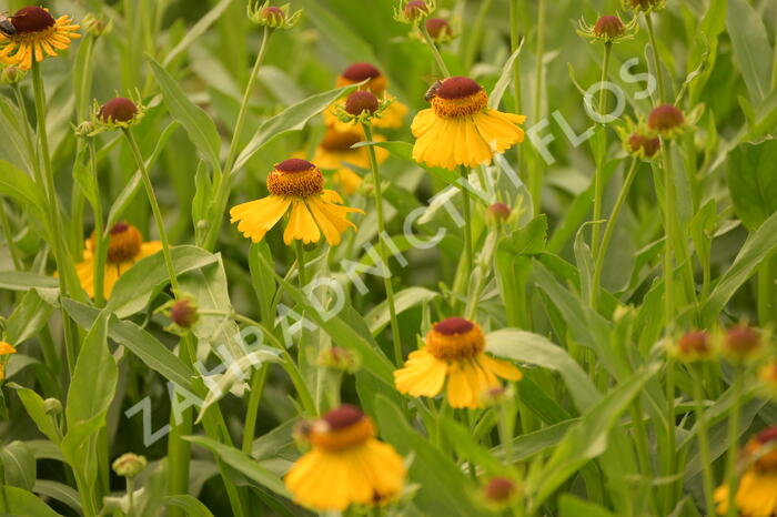 Záplevák 'Wesergold' - Helenium 'Wesergold'