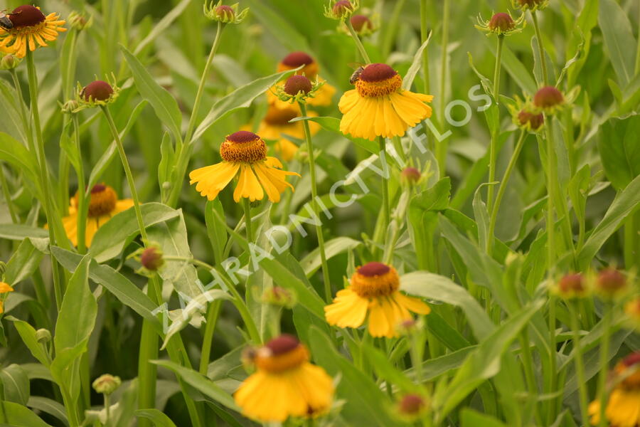 Záplevák 'Wesergold' - Helenium 'Wesergold'