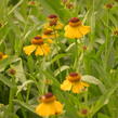 Záplevák 'Wesergold' - Helenium 'Wesergold'