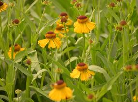 Záplevák 'Wesergold' - Helenium 'Wesergold'