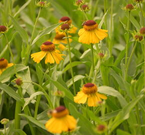 Záplevák 'Wesergold' - Helenium 'Wesergold'