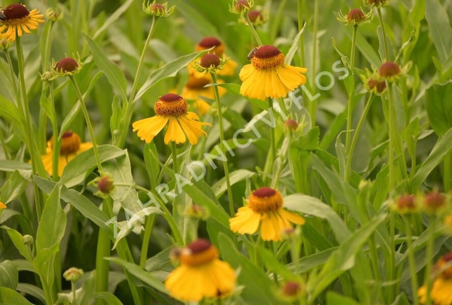 Záplevák 'Wesergold' - Helenium 'Wesergold'