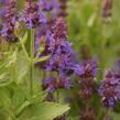 Šalvěj hajní 'Sensation Deep Blue' - Salvia nemorosa 'Sensation Deep Blue'