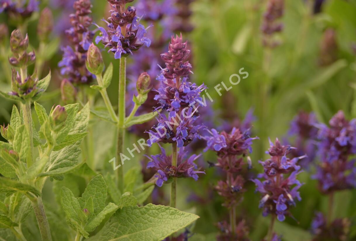 Šalvěj hajní 'Sensation Deep Blue' - Salvia nemorosa 'Sensation Deep Blue'