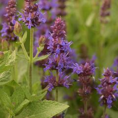 Šalvěj hajní 'Sensation Deep Blue' - Salvia nemorosa 'Sensation Deep Blue'