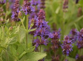 Šalvěj hajní 'Sensation Deep Blue' - Salvia nemorosa 'Sensation Deep Blue'