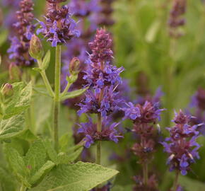 Šalvěj hajní 'Sensation Deep Blue' - Salvia nemorosa 'Sensation Deep Blue'