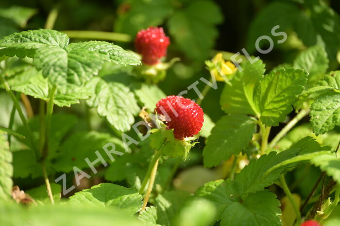 Jahodka indická - Duchesnea indica