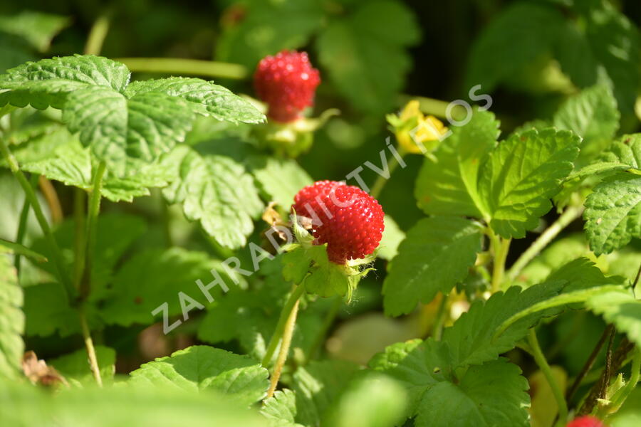 Jahodka indická - Duchesnea indica