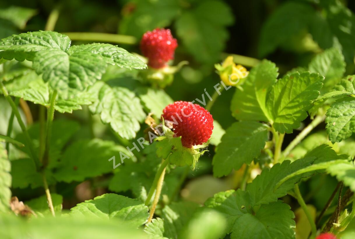 Jahodka indická - Duchesnea indica