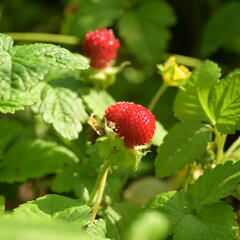 Jahodka indická - Duchesnea indica