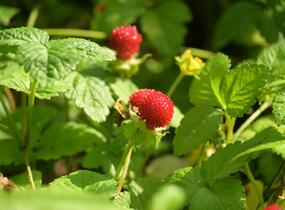 Jahodka indická - Duchesnea indica