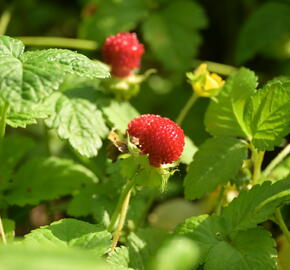 Jahodka indická - Duchesnea indica