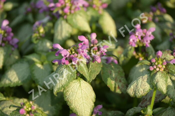 Hluchavka skvrnitá 'Red Nancy' - Lamium maculatum 'Red Nancy'