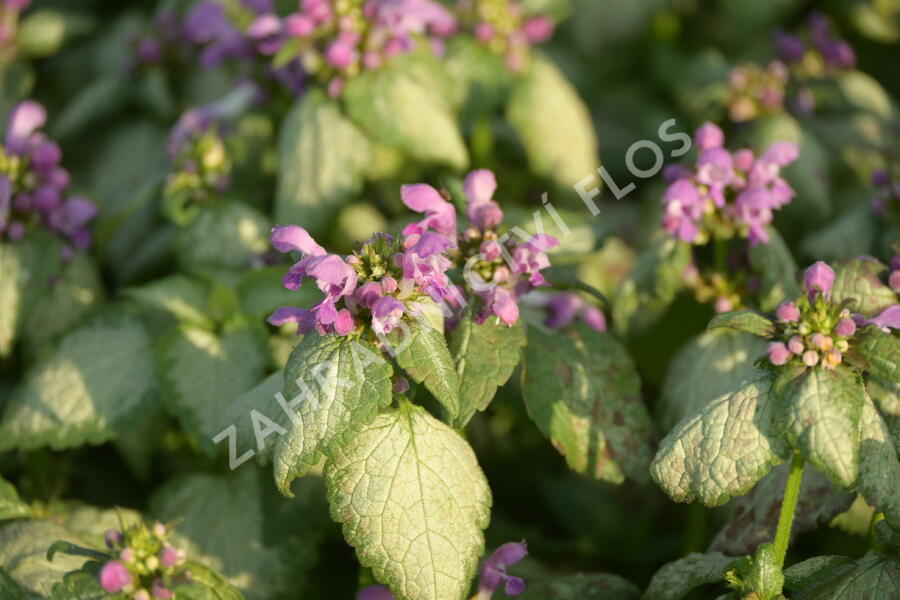 Hluchavka skvrnitá 'Red Nancy' - Lamium maculatum 'Red Nancy'