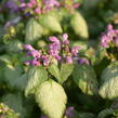 Hluchavka skvrnitá 'Red Nancy' - Lamium maculatum 'Red Nancy'