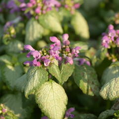 Hluchavka skvrnitá 'Red Nancy' - Lamium maculatum 'Red Nancy'