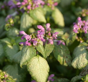 Hluchavka skvrnitá 'Red Nancy' - Lamium maculatum 'Red Nancy'