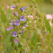 Dračík 'Catherine de la Mare' - Penstemon heterophyllus 'Catherine de la Mare'