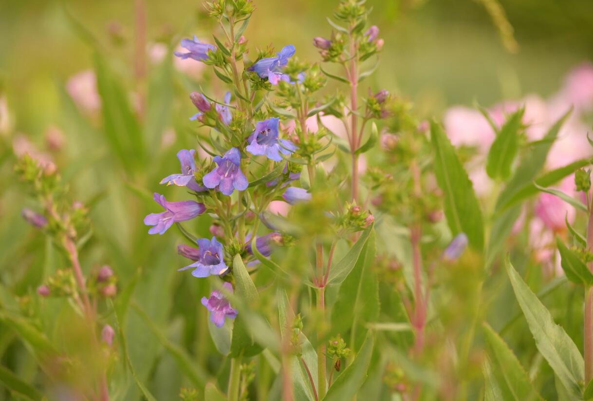 Dračík 'Catherine de la Mare' - Penstemon heterophyllus 'Catherine de la Mare'