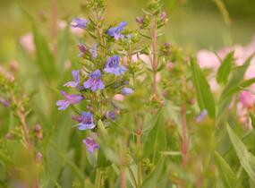 Dračík 'Catherine de la Mare' - Penstemon heterophyllus 'Catherine de la Mare'