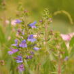 Dračík 'Catherine de la Mare' - Penstemon heterophyllus 'Catherine de la Mare'