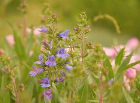 Dračík 'Catherine de la Mare' - Penstemon heterophyllus 'Catherine de la Mare'