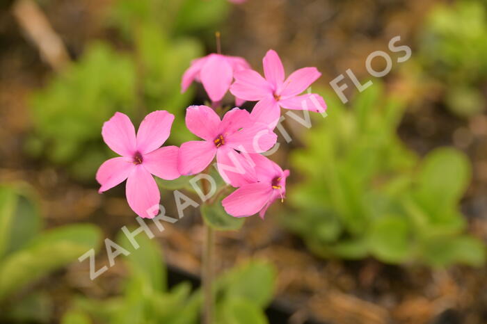 Plamenka 'Home Fires' - Phlox stolonifera 'Home Fires'