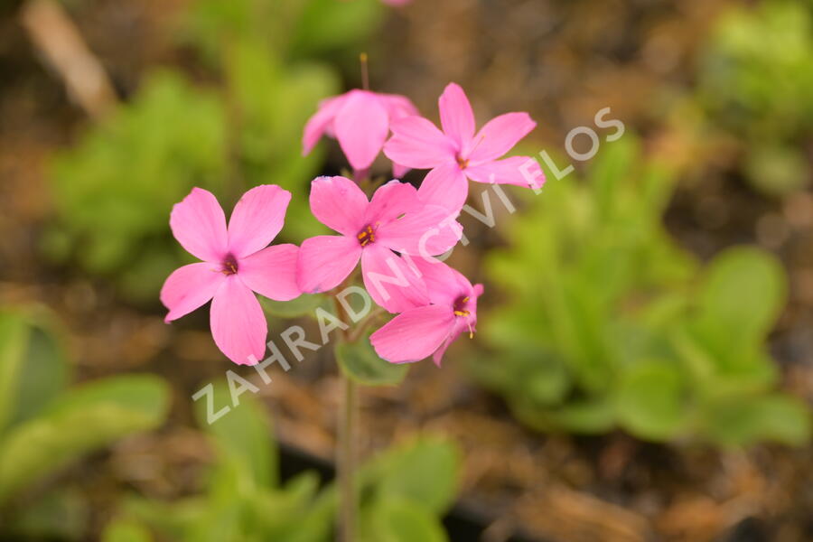 Plamenka 'Home Fires' - Phlox stolonifera 'Home Fires'