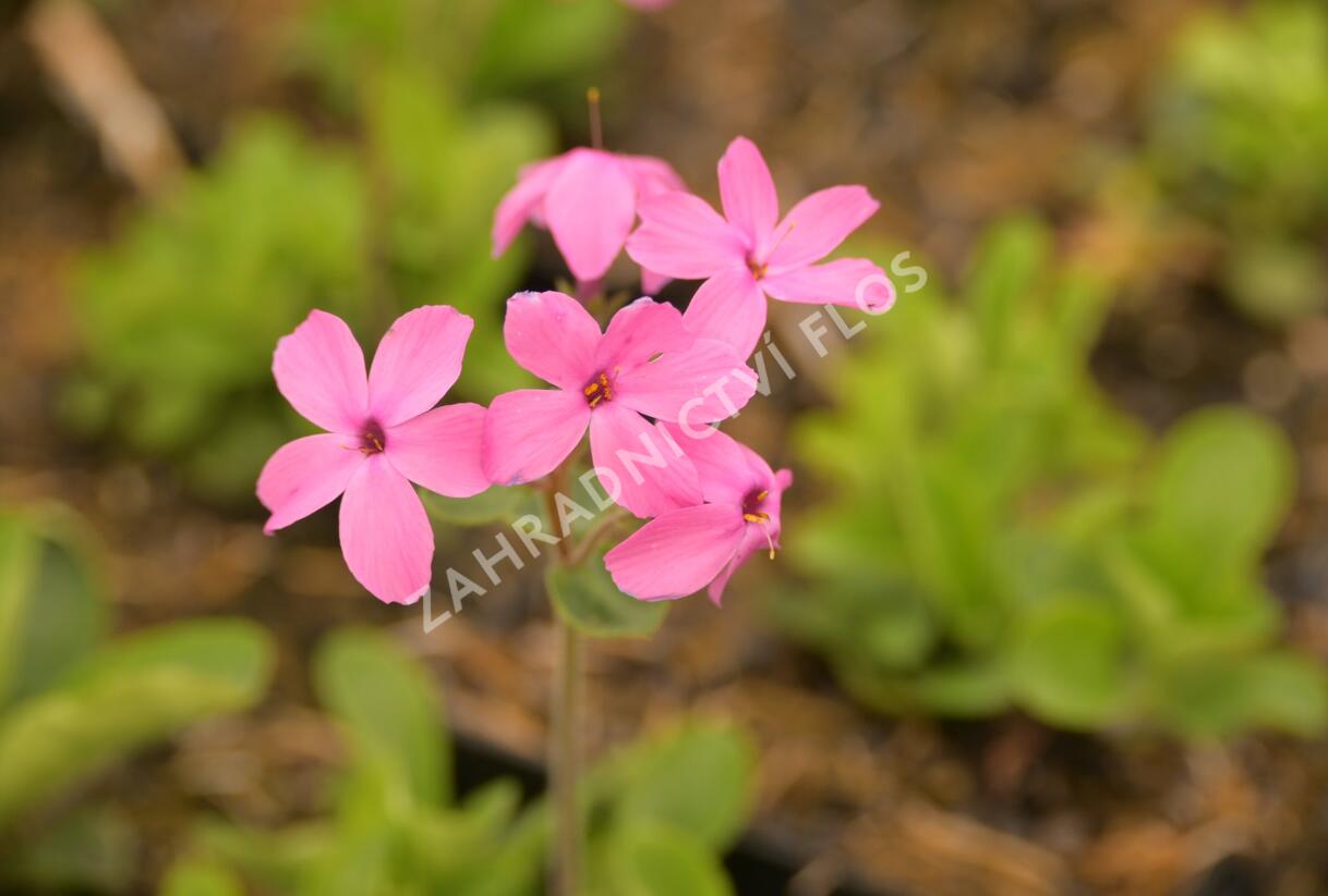 Plamenka výběžkatá 'Home Fires' - Phlox stolonifera 'Home Fires'