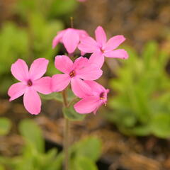 Plamenka 'Home Fires' - Phlox stolonifera 'Home Fires'