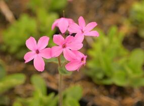 Plamenka výběžkatá 'Home Fires' - Phlox stolonifera 'Home Fires'