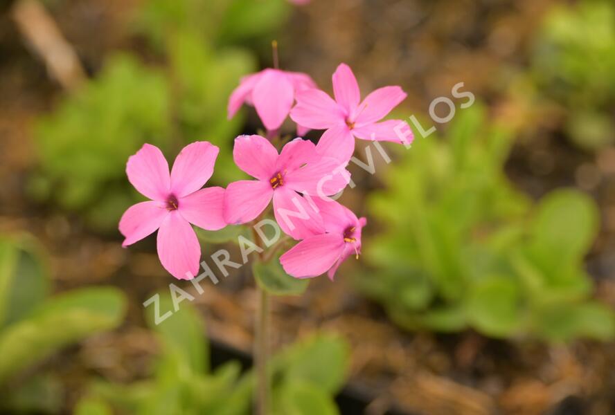 Plamenka výběžkatá 'Home Fires' - Phlox stolonifera 'Home Fires'
